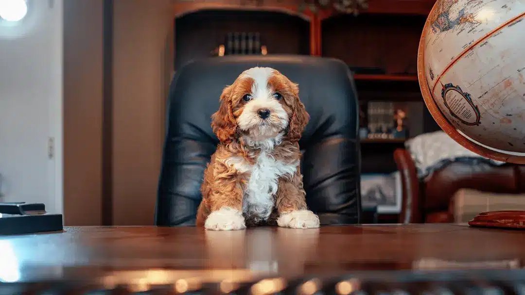 Group of happy Bernedoodle and Goldendoodle puppies for sale